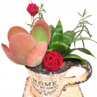 ԿԱԼԱՆԽՈԵ ԵՎ ՍԱՆՍԵՎԻԵՐԻԱ