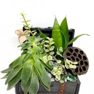 ՍԱՆՍԵՎԻԵՐԻԱ, ՊՈՐՏՈՒԼԱԿԱՐԻԱ ԵՎ ԷԽԵՎԵՐԻՅԱ