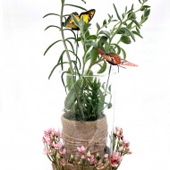 ԿԱԼԱՆԽՈԵ  ԵՎ ԱՈՒՍՏՐՈՑԻԼԻՆԴՐՈՊՈՒՆՑԻԱ