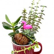 ԹԱՆՁՐԱՏԵՐԵՎՈՒԿ/ ԿՐԱՍՈՒԼԱ