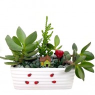 ԹԱՆՁՐԱՏԵՐԵՎՈՒԿ/ ԿՐԱՍՈՒԼԱ  (Crassula)